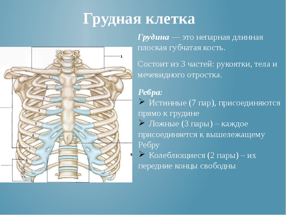 Ребра образуют. Грудная клетка скелет строение анатомия. Структура скелета грудной клетки. Строение грудной клетки спереди. Из каких костей состоит скелет грудной клетки.