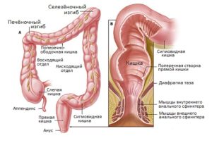 Отделы толстой кишки