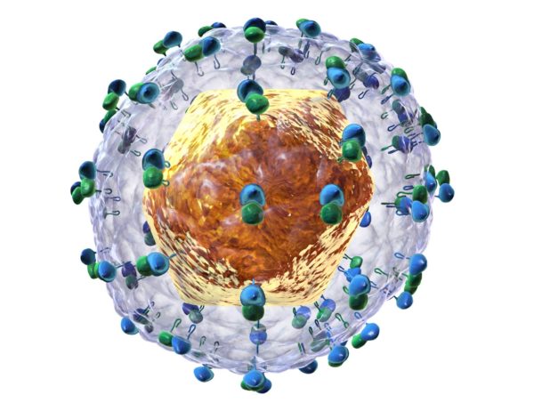 Вирус гепатита С человека