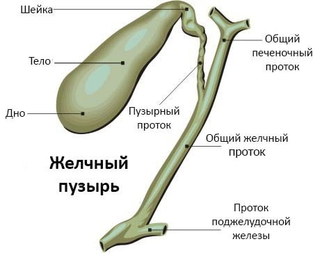 Желчный пузырь. Симптомы заболеваний, диагностика и лечение. Препараты, народные средства, диета