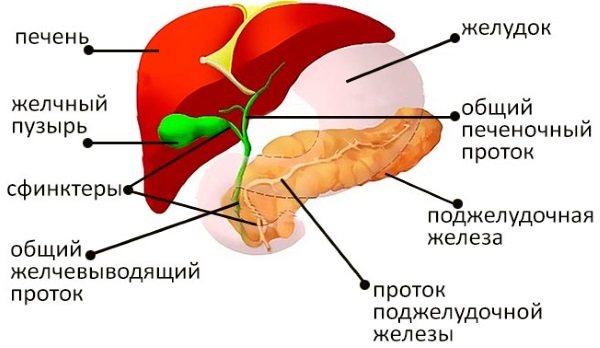 Желчный пузырь. Симптомы заболеваний, диагностика и лечение. Препараты, народные средства, диета