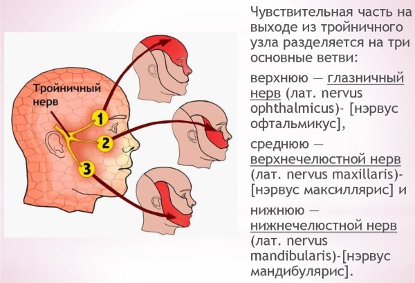 Тройничный нерв. Воспаление, симптомы, анатомия, где находится, схема лечения