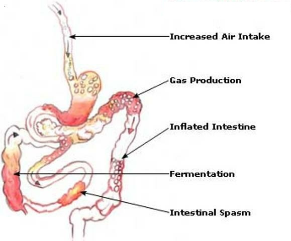 Вздутия спазмы кишечника