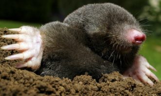 A mole is 4-7 inches in length with paddle-shaped feet and prominent digging claws. Courtesy of Mississippi State University Extension Service
