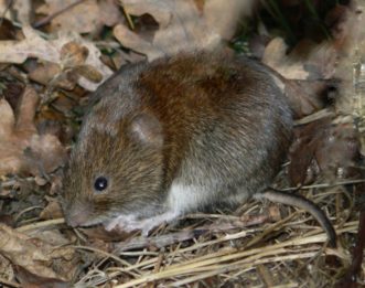 Voles look like field mice with short tails