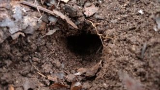 Voles have golf ball sized exit holes in their tunnels