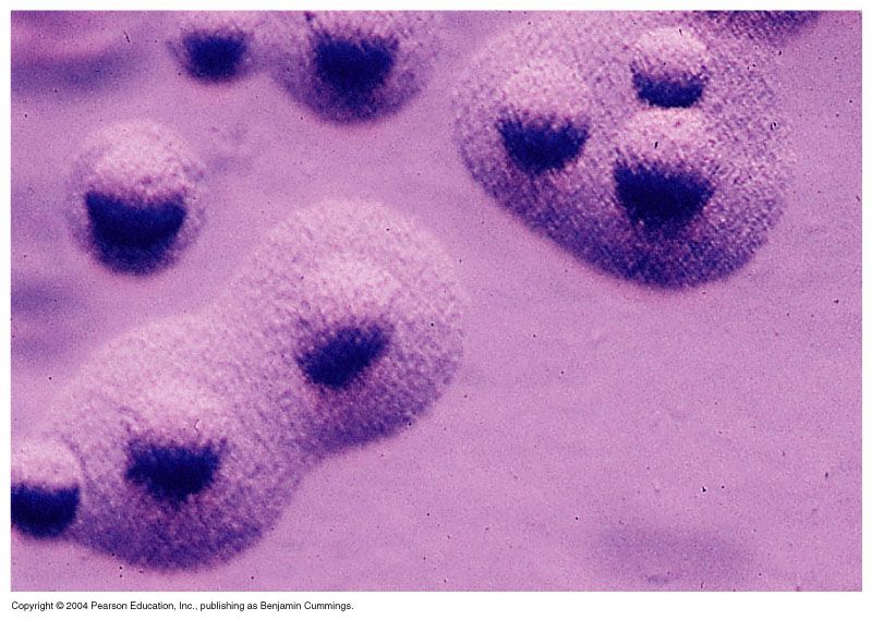 Mycoplasma pneumoniae. Mycoplasma pneumoniae микробиология. Микоплазма пневмония возбудитель. Mycoplasma pneumoniae возбудитель.