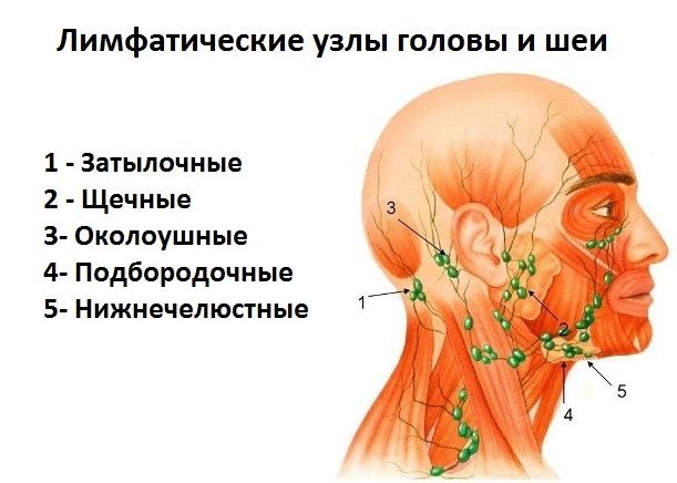 Лимфоузел в мышце. Околоушные лимфатические узлы схема. Регионарные подчелюстные лимфоузлы. Лимфосистема лица и шеи схемы.