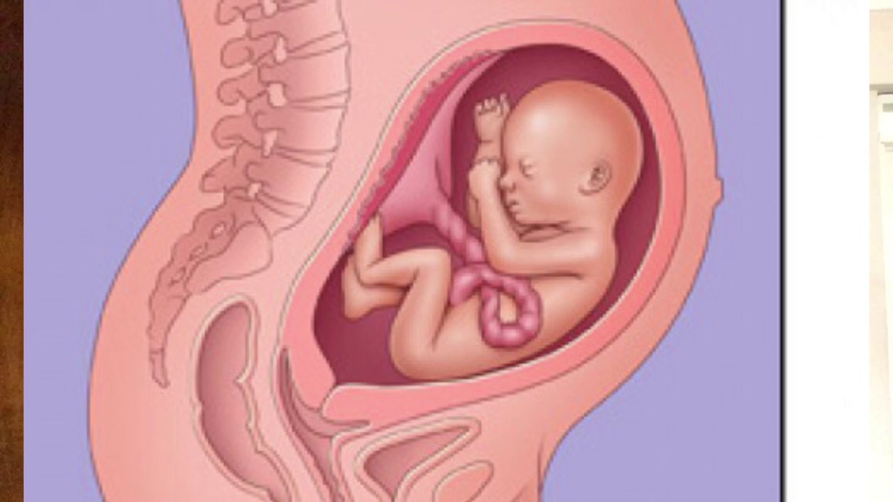 Как лежит малыш в животе. Расположение малыша в животе. Расположение ребенка в утробе. Расположение ребенка на 9 месяце.