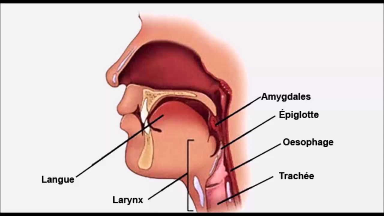 Язык пищевод. Анатомия ЛОР органов аденоиды.
