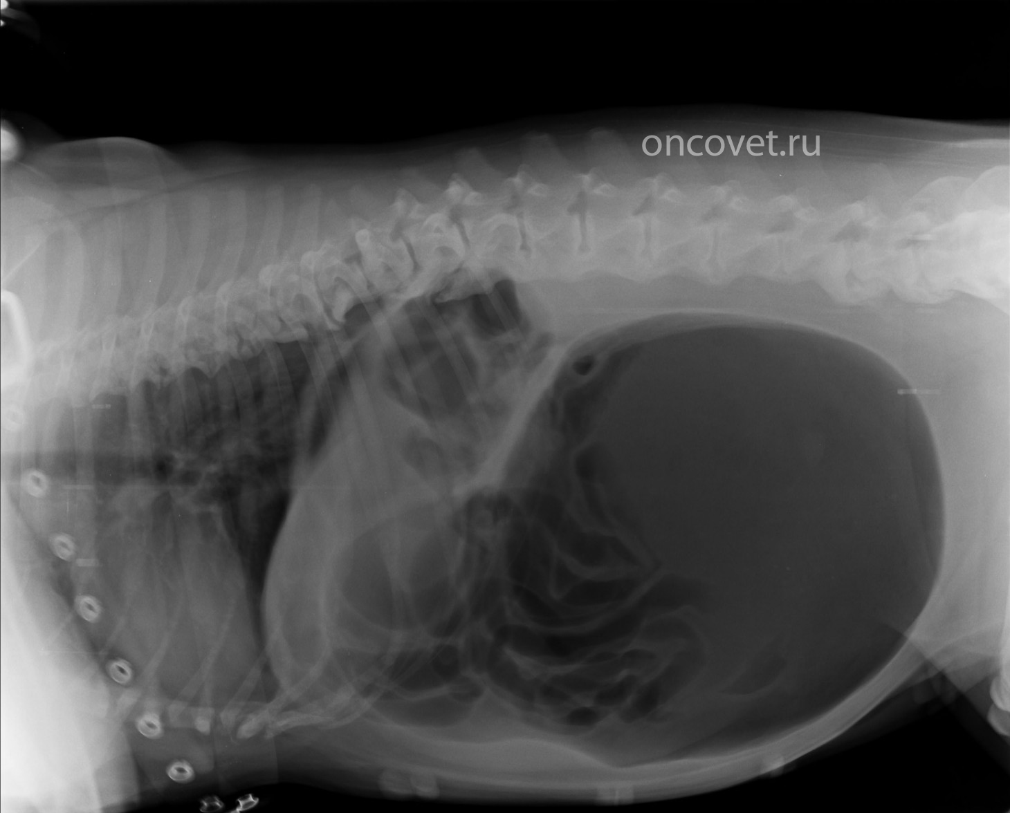 Заворот желудка у собаки рентген