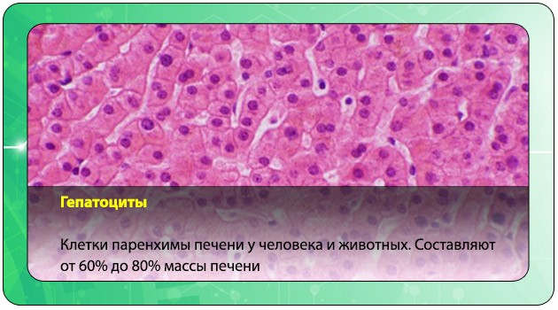 Поражает клетки печени. Клетки печени гепатоциты. Печеночные клетки гепатоциты. Гепатоциты печени строение. Клетка печени гепатоцит.