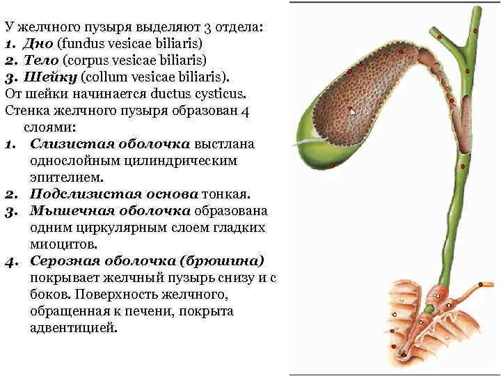 Шейка желчного пузыря