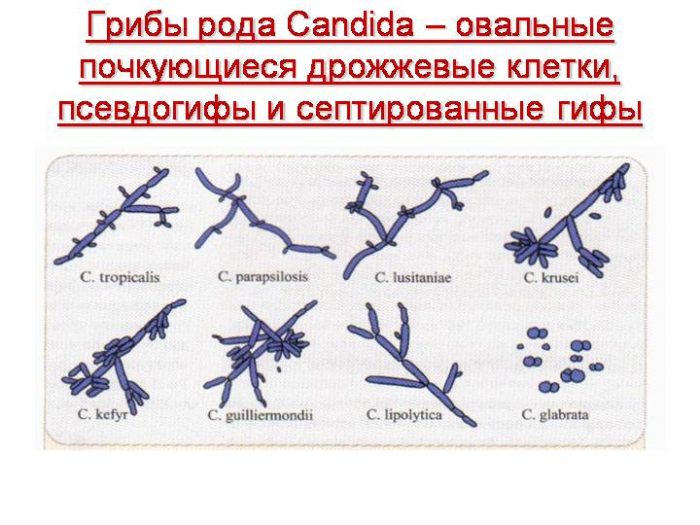 особенности грибков кандида