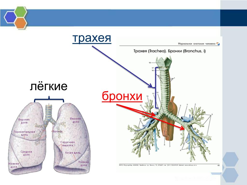 Трахея и бронхи. Трахея и легкие строение. Строение трахеи. Трахея схема строения. Трахея бронхи легкие анатомия строение.