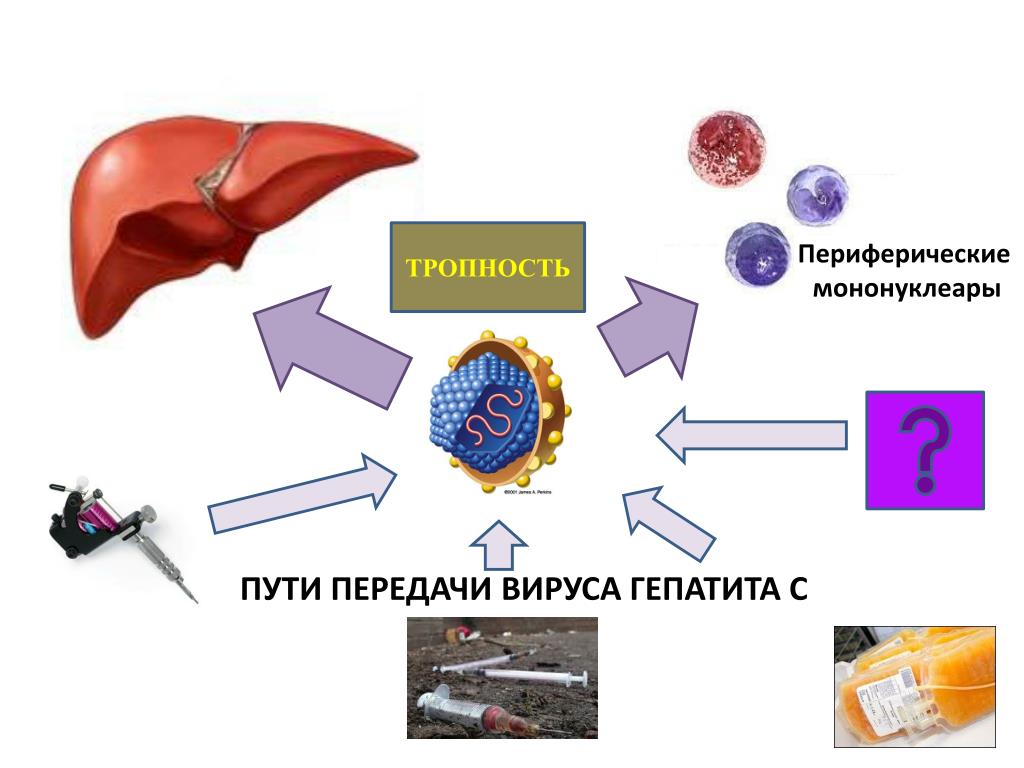 Механизм вирусного гепатита