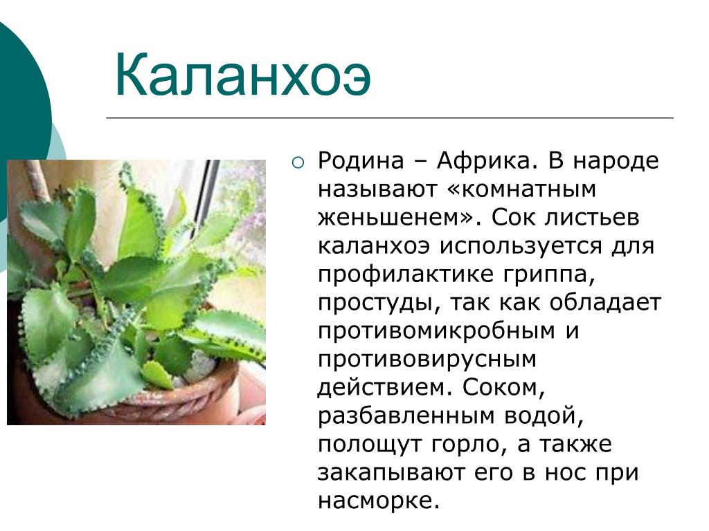 Опишите особенности растений каланхоэ. Каланхоэ лечебное растение. Каланхоэ лекарственное растение лечебные. Каланхоэ лечебное листочки. Цветок каланхоэ лечебный для чего применяется.