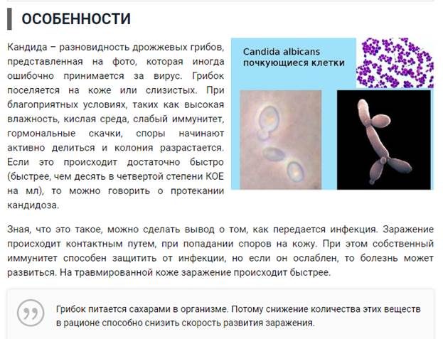 Кандида белая как лечить. Споры кандида. Грибы кандида в организме.