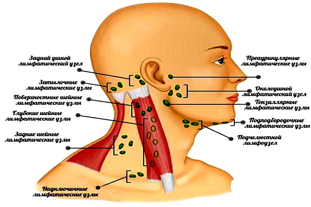 Околоушные лимфоузлы