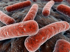 Возбудитель туберкулеза – микобактерии туберкулеза (МБТ, Mycobacterium tuberculosis), или как их еще называют - палочки Коха