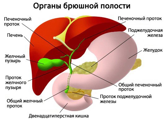 Органы брюшной полости