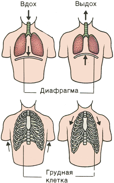 Почему болит диафрагма