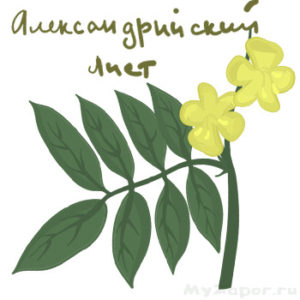 Александрийский лист