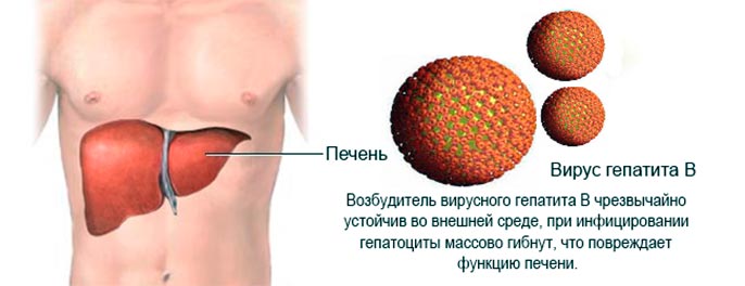 Переболевшие гепатитом б