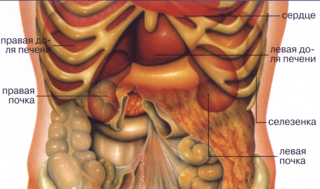 Припухлость бока. Строение внутренних органов человека брюшная полость. Строение человека внутренние органы женщины брюшной полости. Строение человека внутренние органы мужчины брюшной полости. Строение внутренних органов женщины брюшная полость.