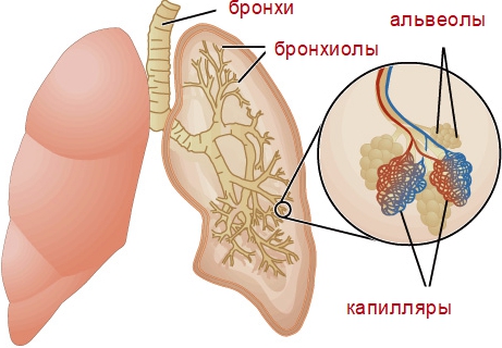 Строение лёгких человека