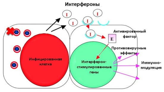 Механизм действия