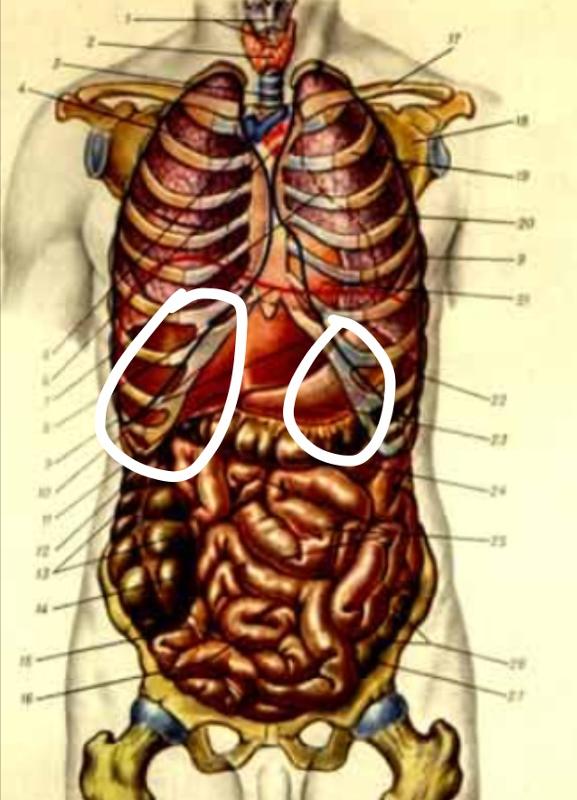 Колет органы. Органы человека под левым ребром. Расположение органов с левой стороны. Анатомия человека внутри с левой стороны. Расположение органов человека с левой стороны.