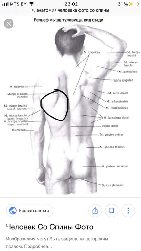 Болит мышца спины справа