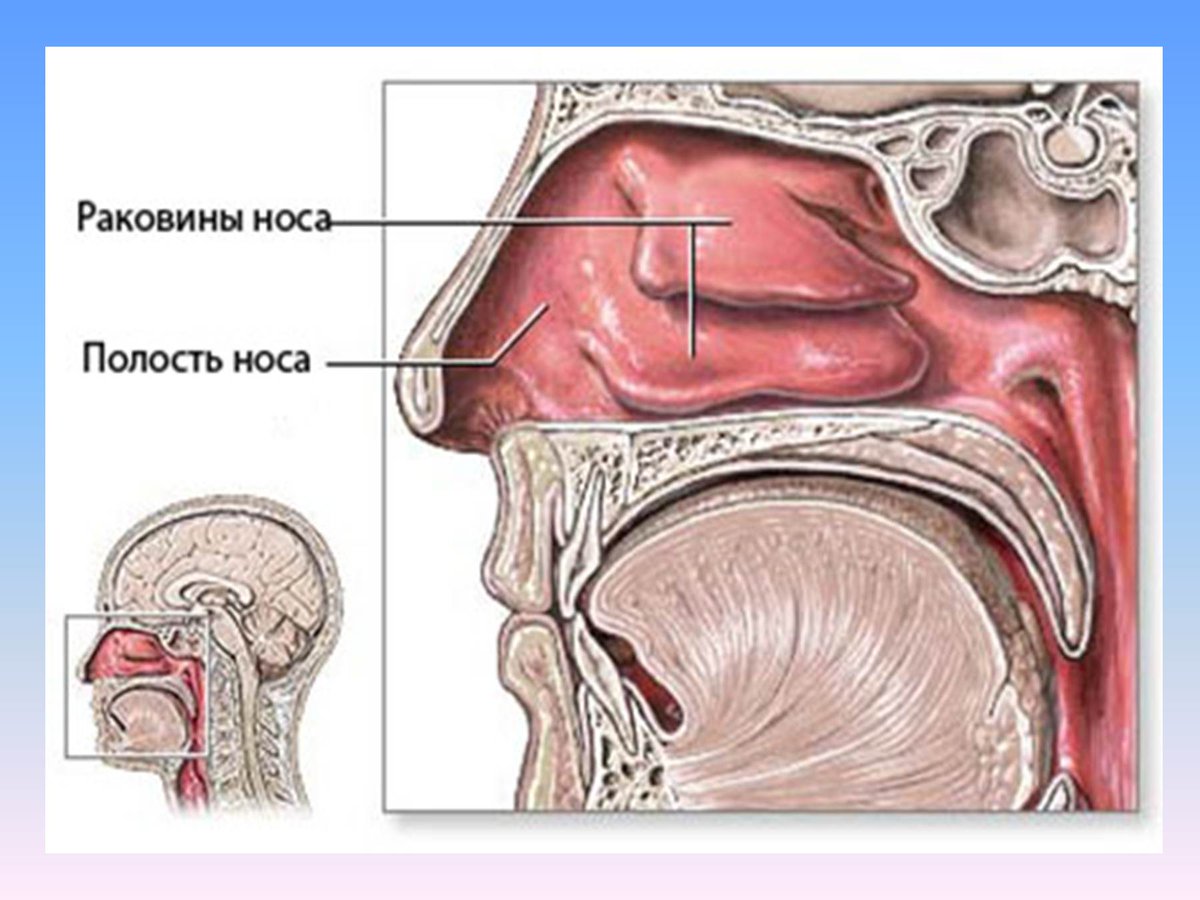 Слизистая носовых. Строение носоглотки ринит. Полость носа. Раковины носовой полости.