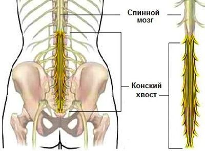 Анатомия конского хвоста спинного мозга