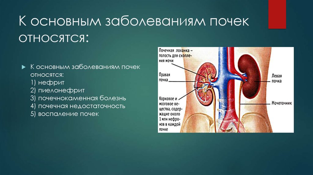 Основные заболевания почек 