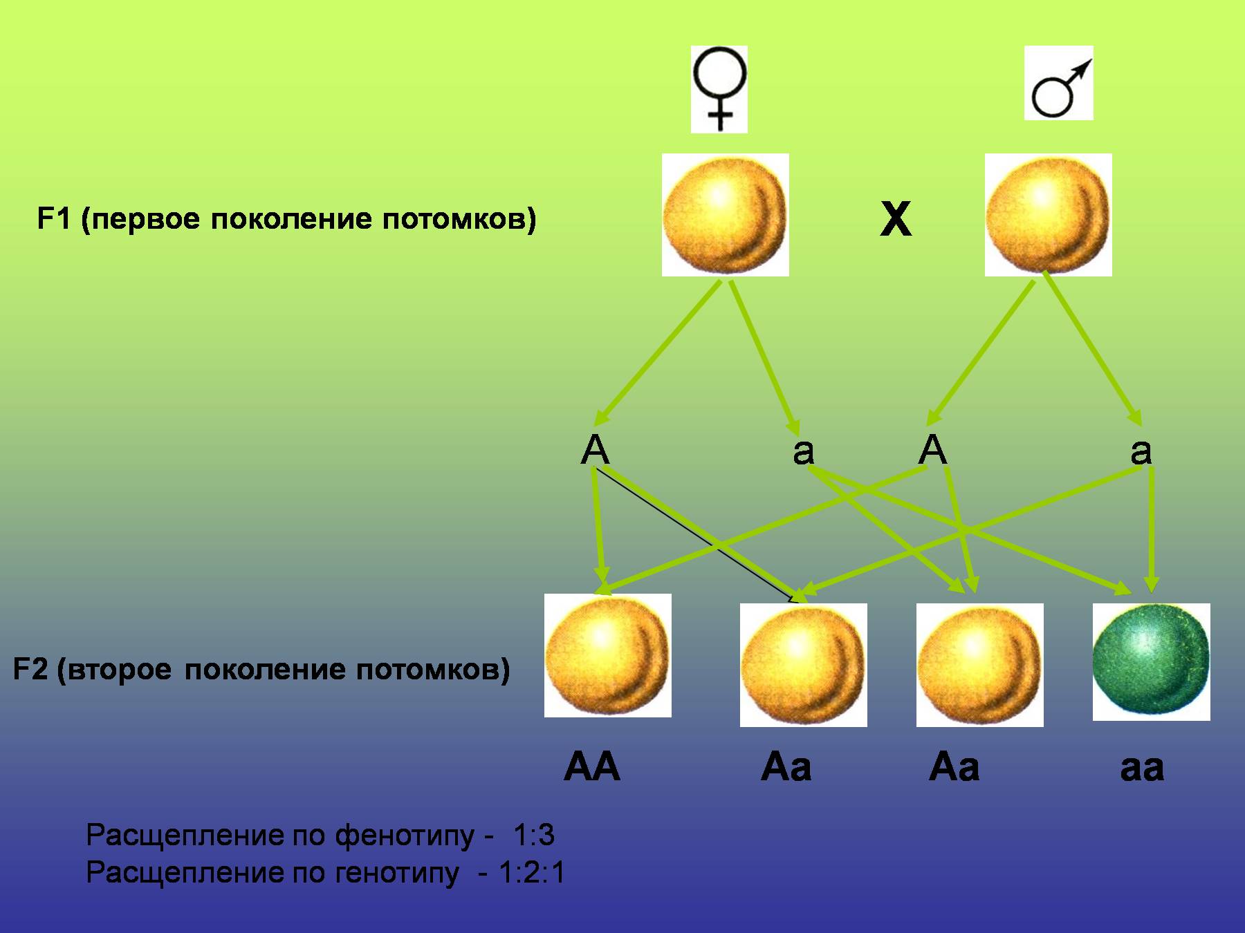Моногибридное скрещивание f2. Схема моногибридного скрещивания. Моногибридное скрещивание 1:1. Моногибридное скрещивание 2 пок.