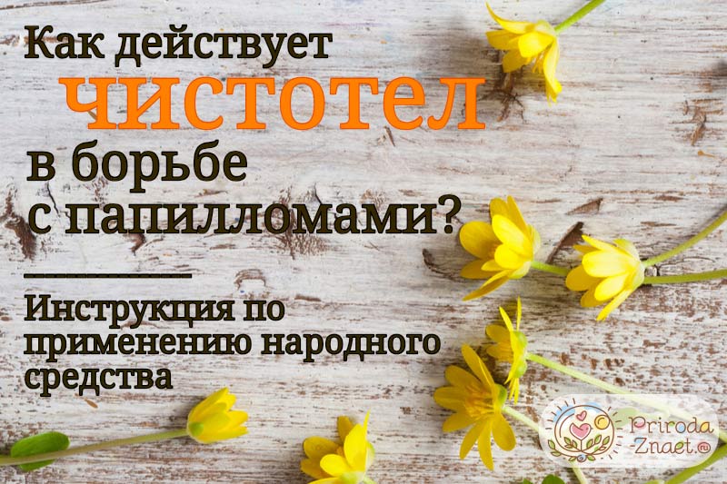  Полезное растение - чистотел