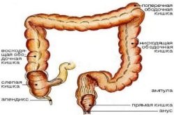 Otdely-obodochnoj-kishki