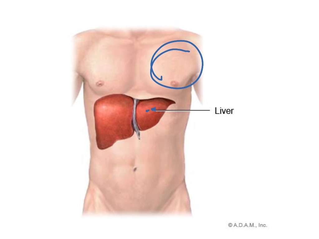 С какой находится печень