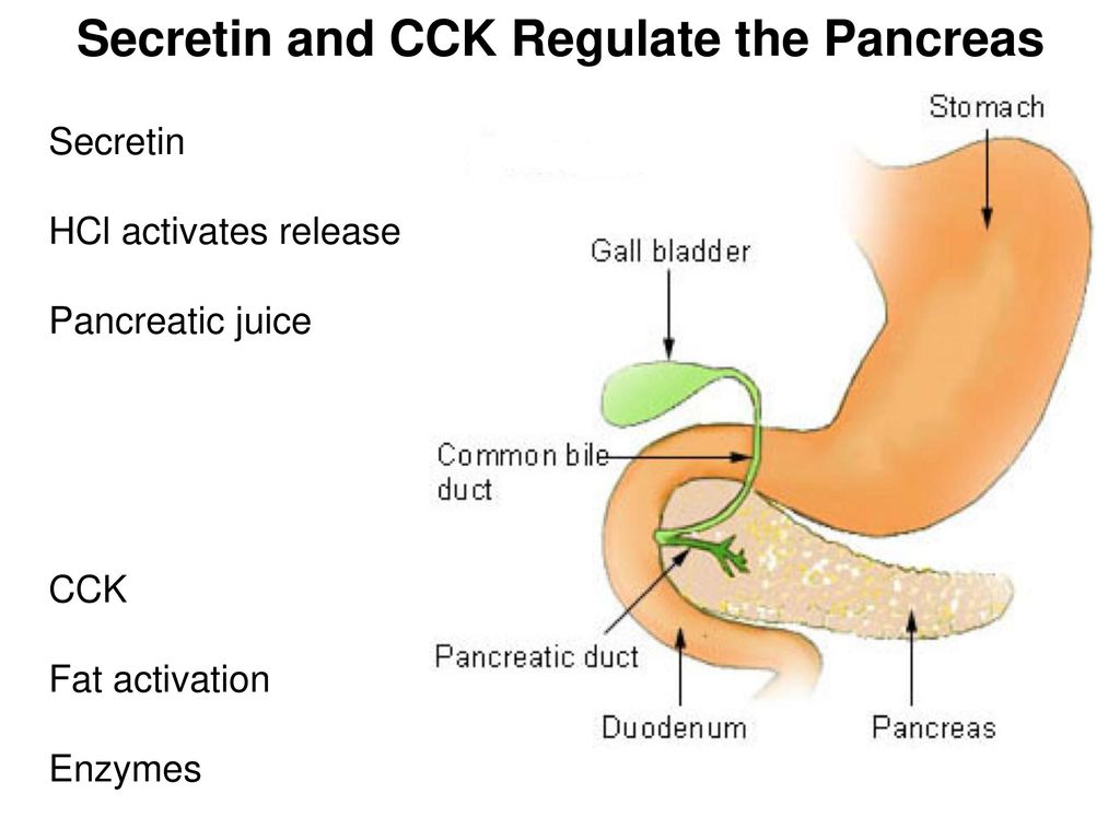 Где боли при поджелудочной железе. Панкреатин поджелудочная железа. Поджелудочная желелеза. Поджелудочная железа желчный пузырь анатомия. Общий проток поджелудочной железы и желчного пузыря.