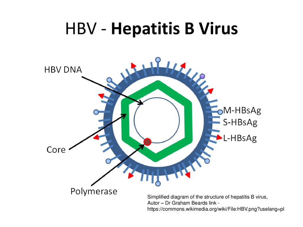 Гепатит b hbsag. HBV вирус. Строение вируса гепатита б. Вирус гепатита б ДНК. Строение вируса гепатита в.