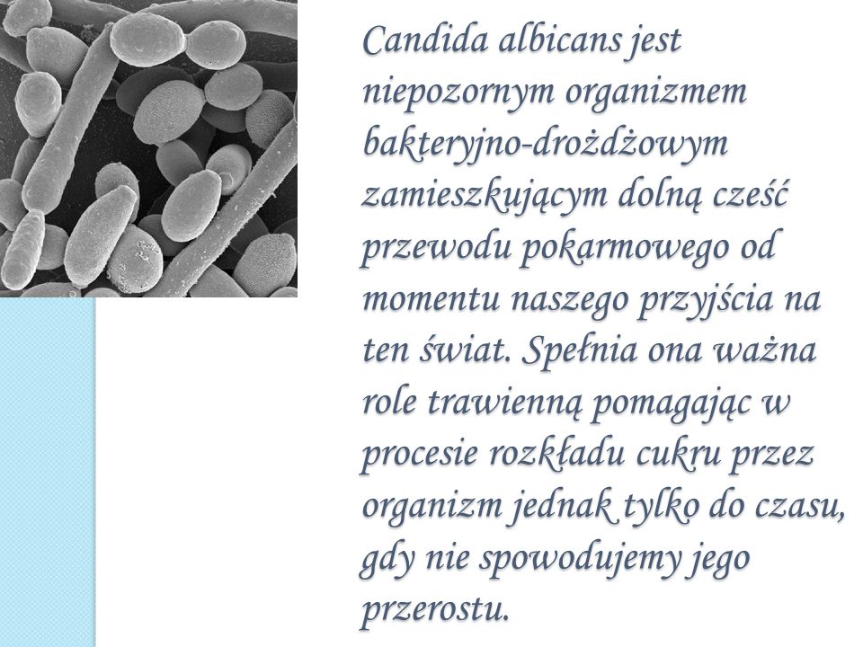 Candida albicans лечение. Candida albicans, концентрация <200 Гэ/мл.. Candida albicans нормальные показатели.