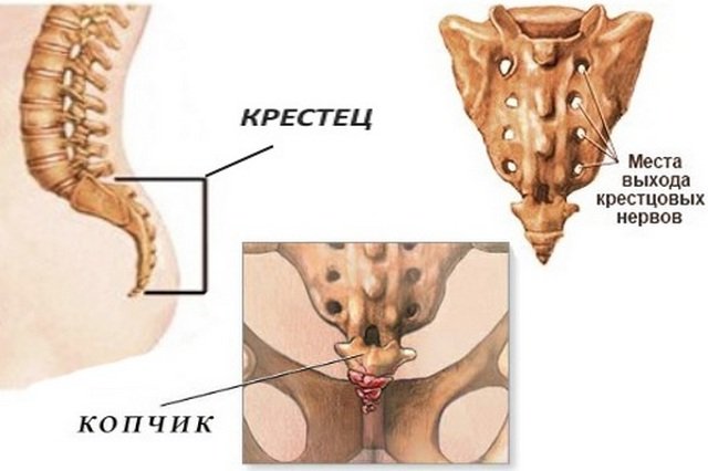 Строение копчикового отдела