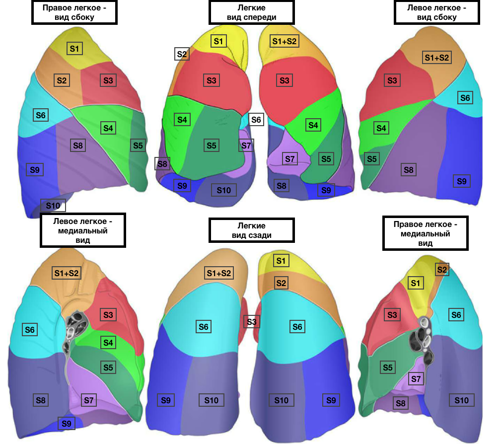Сегменты легких. Доли и сегменты легкого схема. S6 легкое сегмент. Сегмент легкого s10. S6 сегмент левого легкого.