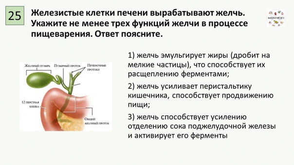 Что делает желчь. Желчь образуется в. Роль желчи в процессе переваривания.. Выделение желчи печень.