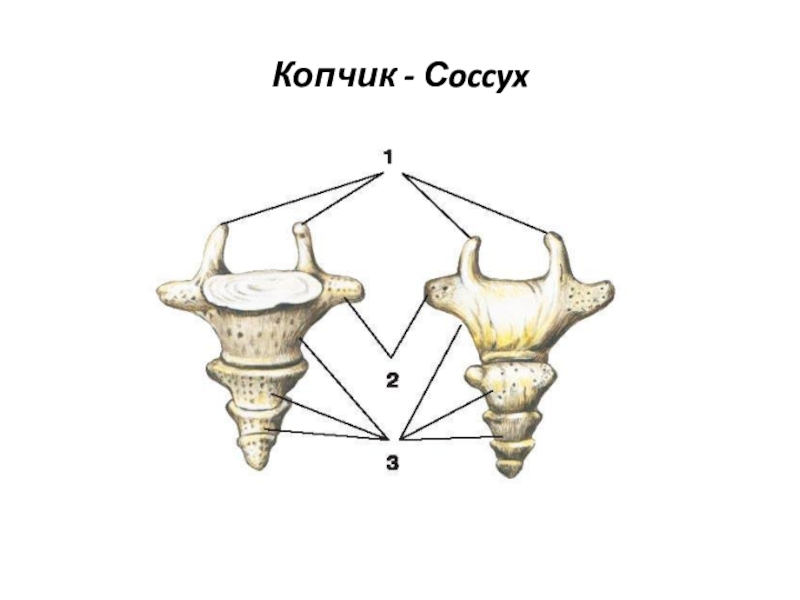 Строение копчиковых позвонков. Копчик анатомия. Позвонок со1 копчик.