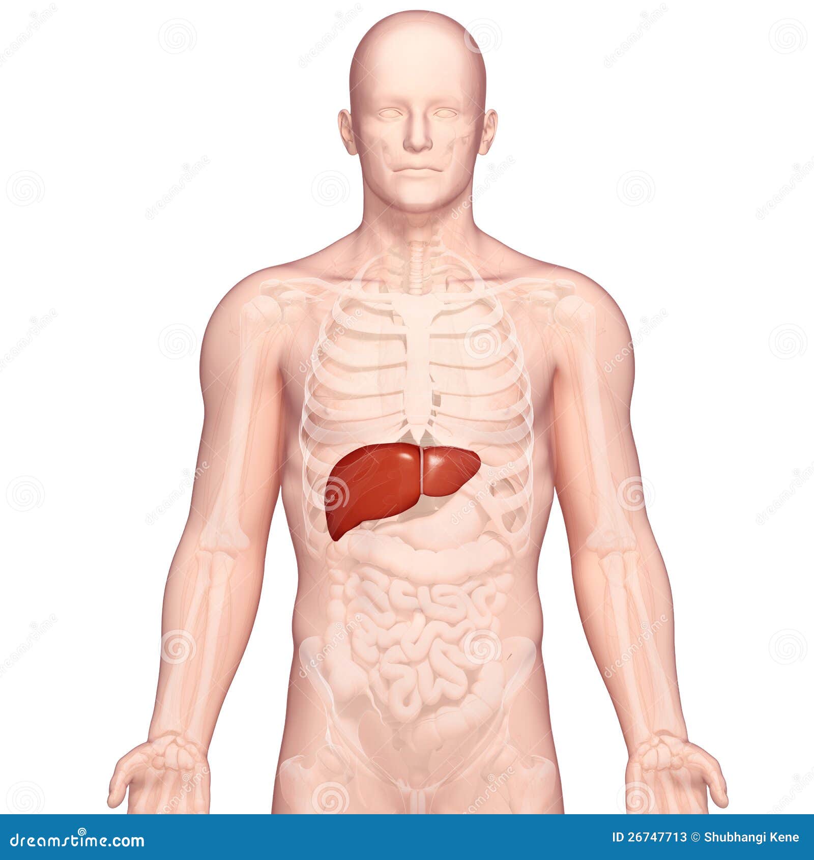 Изображение тела человека печень. Анатомическое расположение печени. Печень анатомия в теле. Печень в человеке месторасположение.