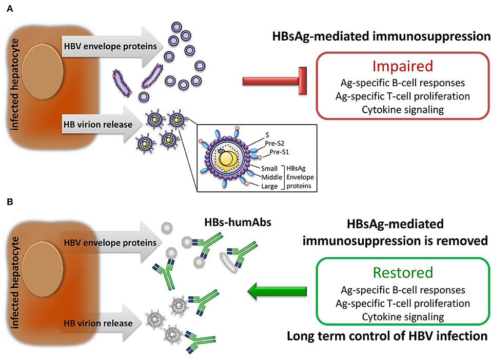 Hbv гепатит. HBV инфекция. Вирион HBV. Этиология HBV. ДНК HBV.