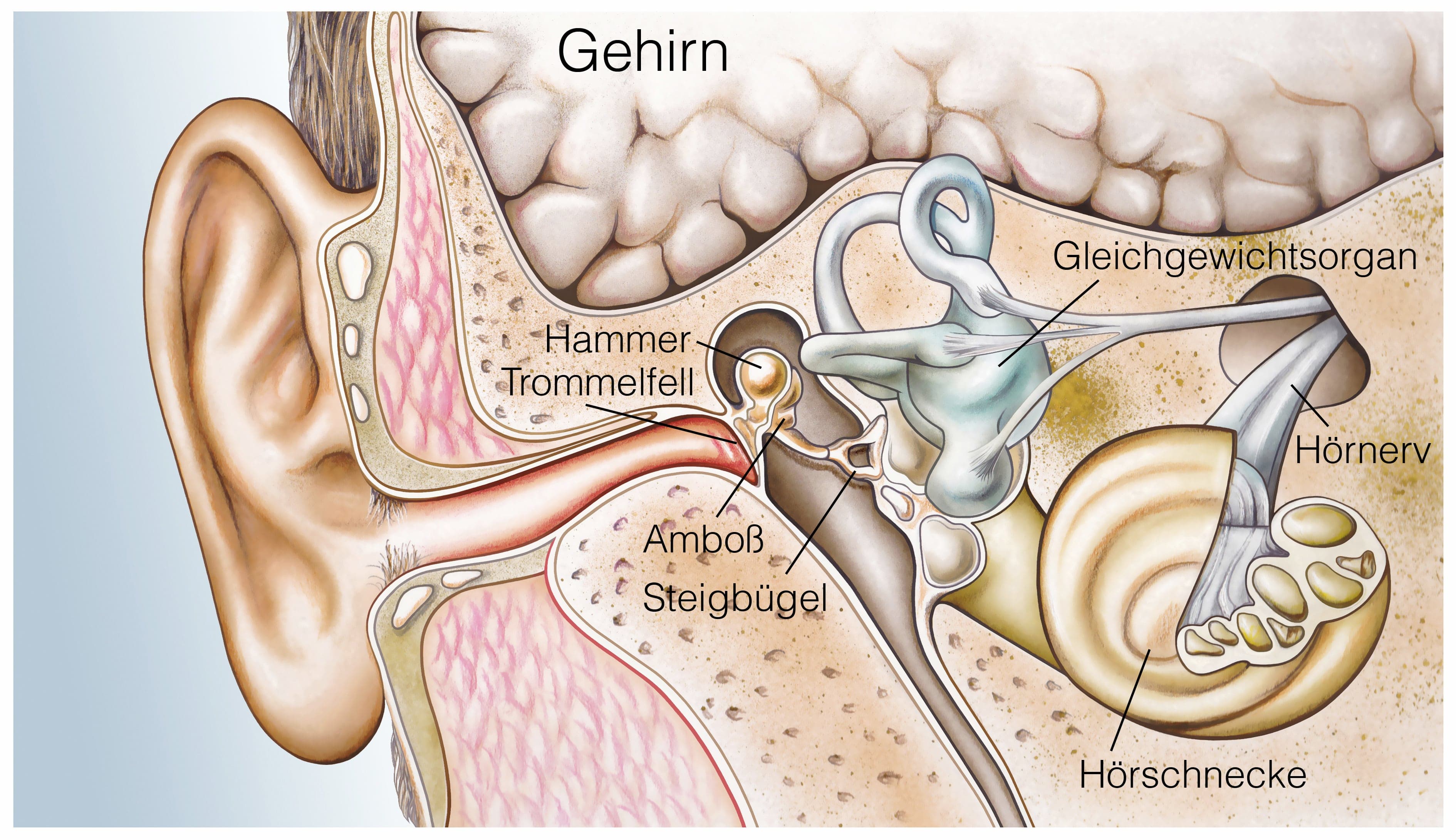 Слуховой нерв в мозге. Барабанная перепонка строение уха. Слуховой нерв анатомия.